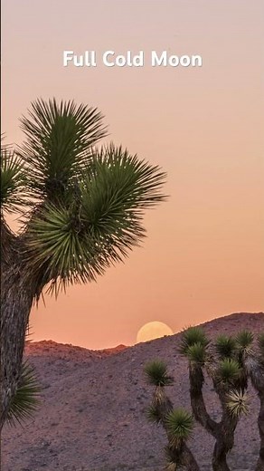 Full Cold Moon Rising over Joshua Tree in Timelapse #supermoon #joshuatree #timelapse