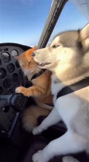 Husky Gets Cat Slapped 🫨 #funny #shorts