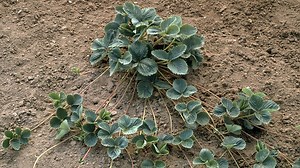 Sexual reproduction in flowering plants - Revise: Asexual and sexual reproduction - National 4 Biology Revision - BBC Bitesize