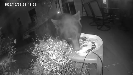 Wildlife Wednesday Bird bath or bear fountain?