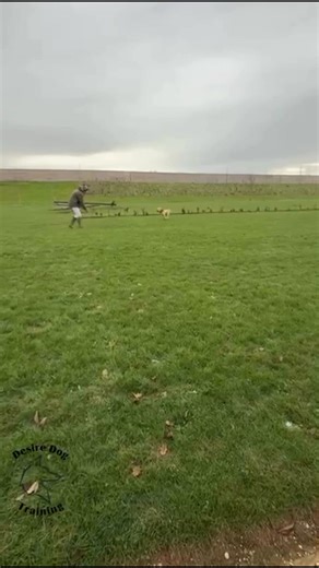 Resident in training Wilbur doing fantastic with his recall training! Starting to drop the long lead and add some distance, with plenty of enthusiasm on the way back!😁🐶🐾 #dog #dogsofinstagram #BlackFridayDeals #cockapoo #doglover | Desire Dog Training