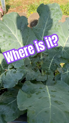 Massive Broccoli Plants! No Head? #gardening #broccoli #raisedbeds #fyp