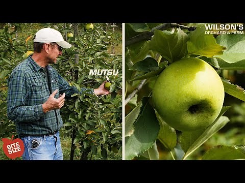 Mutsu Apples | Bite Size