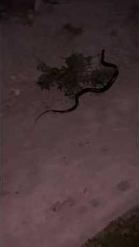 lean muscle mass gaining day 25 #shorts #minivlog