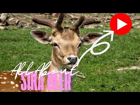 Explore the Wild Life 5 : Sika Deer – Things You Didn't Know About This Rare Animal!
