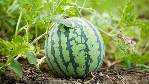 How to Tell When a Watermelon Is Ripe and Finally Ready to Harvest
