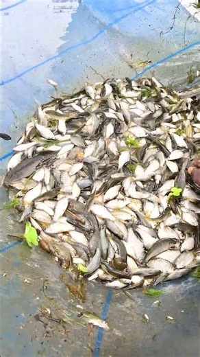 Incredible River Net Fishing! 🐟 Catching Massive Amount of Wild Fish #Shorts