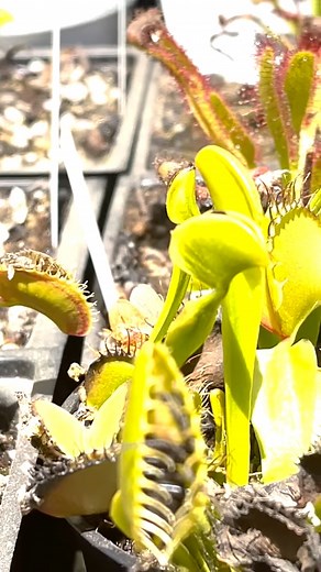 8.7K views · 56 reactions | ＊DANGER＊ LIVE FEEDING A VENOMOUS BLACK WIDOW SPIDER TO MY CARNIVOROUS VENUS FLYTRAP B52 GIANT #reels #reelsvideo #reelsviral #viral #fyp #trend #trendingreels #trending #plant #carnivorousplant #insect #nature #naturephotography | Carnivorous Plants | Facebook