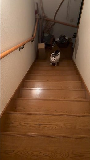 声を出しながら階段を上がるハチワレ猫 #可愛い #猫 #ねこ #cat #cute #ハチワレ猫 #ハチワレ #保護猫 #階段