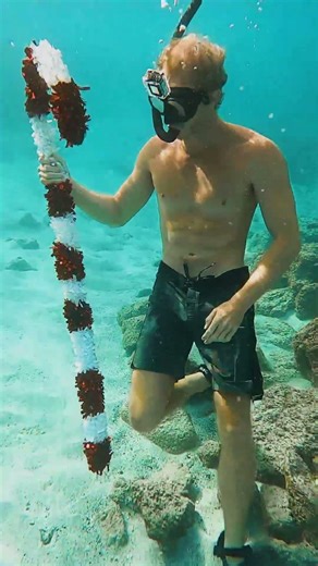she got a giant candy cane to take underwater