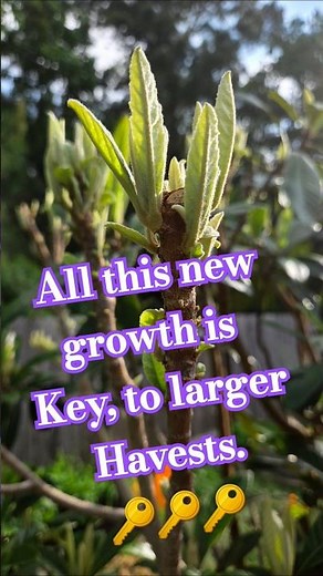 Growing Loquats, pruning a mature tree for HIGH yields! (Extreme pruning!!! 🪓🪚)