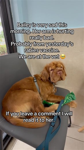 I think Bailey is having a “reaction” to her rabies vaccine. Slight swelling at the injection site and severe pain. We were waiting here at the vet when they opened. A vet is supposed to be here at 9am 🤞. Our baby needs some pain relief. 🥹