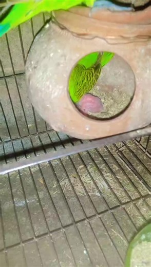 Everything You Need to Know About Budgies