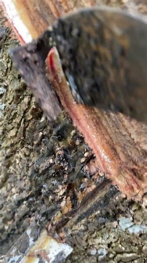 The Secret Hidden Inside Every Rubber Tree