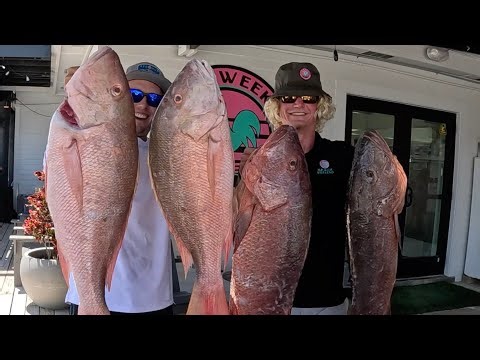 HOW TO FILET Mutton snapper X Cubera Snapper