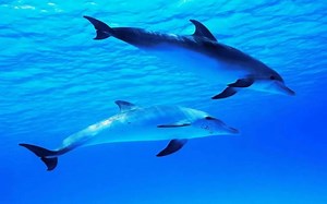 【海豚睡眠冥想】8 HOURS Relaxing Music - Dolphin Sounds - Sleep