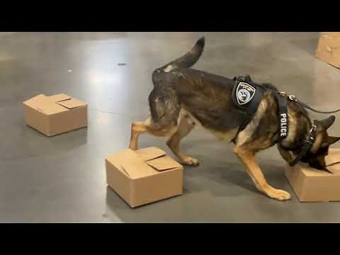 Detection Dog Training To Keep Drugs Off Streets