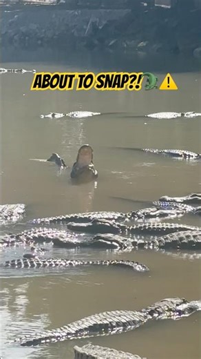 What Is This Alligator Doing?! 😳