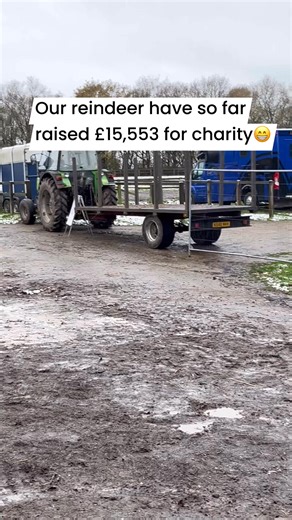 🦌Safely in the barn ready to raise money for the Forget me Not Children’s Hospice and looking so well. 🎅🏻Watch Santa feeding the reindeer every weekend from 22nd/23rd November at 10am prompt. There is no need to book, we just ask for a donation for the hospice. 💰LET’S RAISE LOTS OF MONEY! | Woolley Edge Christmas Tree Farm