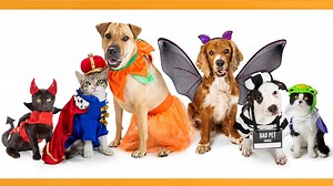 Houston Halloween fundraiser on Thursday for animal center