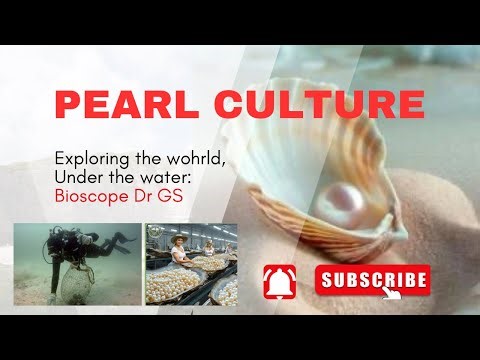 Pearl Culture | Step by Step Process | मोती पालन