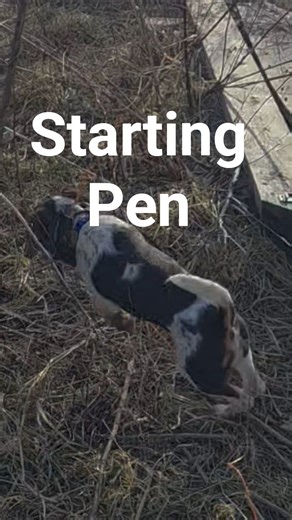 Starting Pen for Beagle Hounds #howtotrackarabbit #beaglecrew #puppy