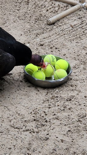 Many of our birds respond well to "enrichment" activities - things to keep them engaged in body and mind. We often aim to have these activities simulate natural behaviors. In the wild, vultures are primarily scavengers that need to poke their heads into carcasses to find bits of food. Here's TRT rock-star Turkey Vulture, Templeton, digging into a bowl of tennis balls to scavenge bits of food placed underneath. Good job, Templeton, you found a tasty rat leg! (Thanks to our friends at www.bounceba