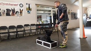 My new Dutch Shepherd - Obedience Training Time | Shield-K9 Dog Training