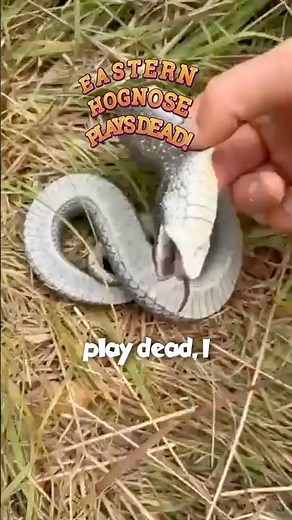 Eastern Hognose Snake Plays Dead