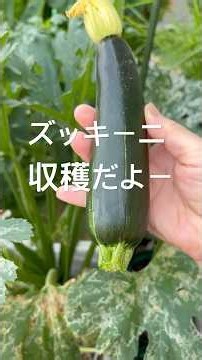 【ズッキーニ】4日ごとに収穫か？ #家庭菜園 ＃プランター栽培