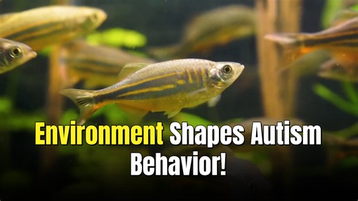Zebrafish reveal how environment influences social behavior in autism