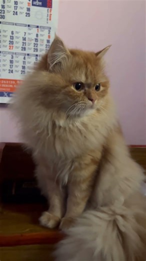 🤌🏼🐈 #yourcat #cat #petsrule #animal #yourpet #cutepet #pets #pet #catcute #cute #kitty