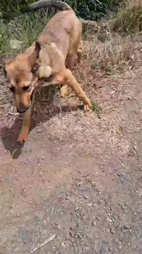 Curly and Jethrow enjoying a day without storms | Australian Cattle dog rescue Victoria