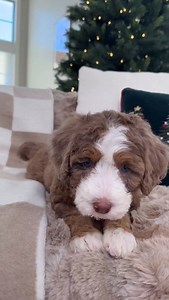 All I want for Christmas is… a chocolate merle Bernedoodle. 🤎✨ • • • #chocolatemerle #merlebernedoodle #bernedoodlepuppy #bernedoodlelove #christmaspuppy #christmasdog #holidaypuppy #festivepup #dogsofinstagram #dogoftheday #cutepuppy #puppylove #puppylife #doodlepuppy #doodlesofinstagram #doodletok #designerpuppy #puppyreels #reelsdog #reelsofinstagram #viralpuppy #merledoodle #christmasreels #christmasvibes #puppyvideos #adorablepuppy #christmascutie #pupmas #santapaws | Rocky Road Doodles