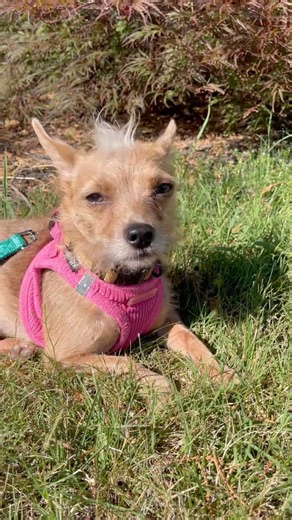 Minx Reminds Me to Slow Down and Enjoy the Sunshine ☀️🐕