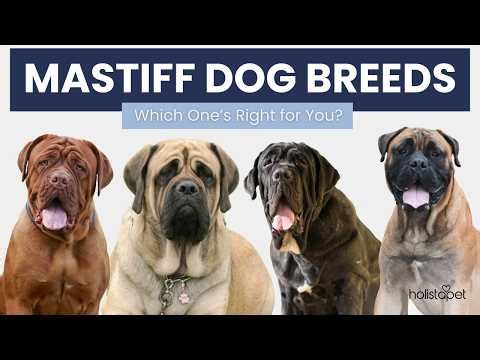 Mastiff Dog Breeds 101