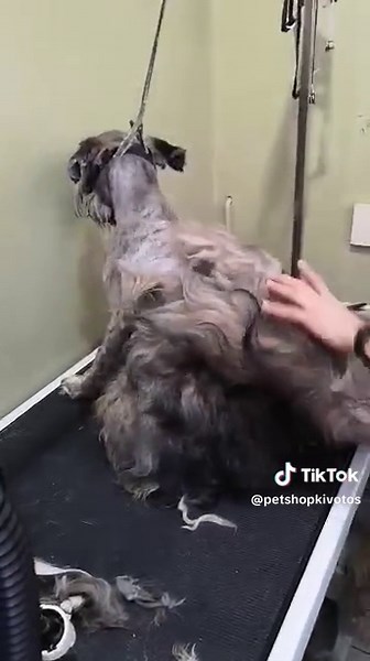 Καλλωπισμός Σκύλου: Οδηγίες και Συμβουλές