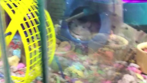 Watch: Cute Hamster Yawns In Your Face