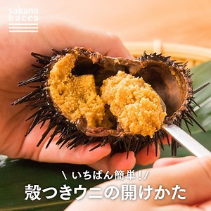 ＼いちばん簡単！殻つきウニの開け方／ ウニの身入りが良くなり、味がのってくる7月。いよいよ旬真っ只中！ そこで今回は、殻つきウニの開け方をご紹介します。 ウニの口の周りにハサミで切り込みを入れて殻に穴を開ける方法がよく知られていますが、実はもっと簡単できれいに開ける方法があります。 なんと、殻ごと包丁でまっぷたつに割ってしまってOK！ ★ワンポイント ウニの殻をよく見ると、ミカンの房のような形にデコボコしているのがわかります。 その谷に沿って半分に切ると身が傷つきません！ その後、塩水で不純物を振り洗いしながら、箸やピンセットでワタを取り除いてください。 ウニのトゲには毒があるので、手袋をつけて取り扱ってくださいね。 この方法なら、ウニを傷つけずきれいに取り出すことができます。 活ウニを手に入れたら、ぜひ試してみてください！ | Sakana bacca - サカナバッカ