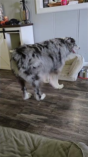 mini aussie with full grown big aussie