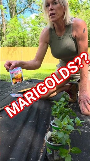 Laura Plants Marigolds to Repel Bugs! 🌿🍹 #garden #gardening #husbandwife