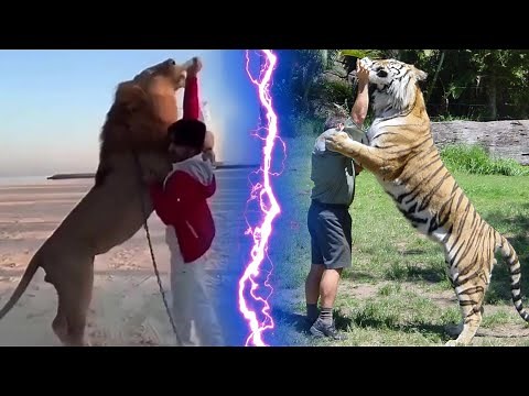 Tiger VS Lion Standing Height Comparison