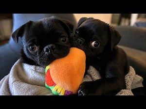 Puppies Being Funny and Clumsy for 10 Minutes🤣