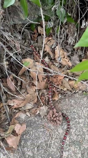 Beautiful Red Black and White Snake
