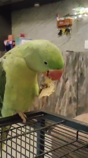 pov: why don't you make friends Me: pets are more trustworthy #parrot #birds #babyparrot #cuteparrot