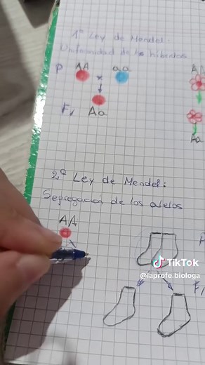 Leyes de Mendel: Explicación Rápida en Dos Minutos