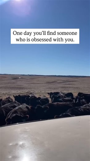 1.4K views · 17K reactions | At least someone is obsessed with you  share this with a farmer  #repost @laura_a_hicks #Cows #obsessed #fyp #foryou #cattle #farm #farming #relatable #cowfarmer #farmlife | Farm Manager SA | Facebook