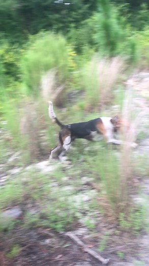 Exciting Fox Hunting Encounter with Hounds