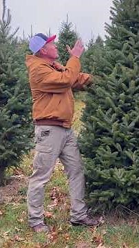 Expert Tree Farmer Shares Christmas Tree Tips