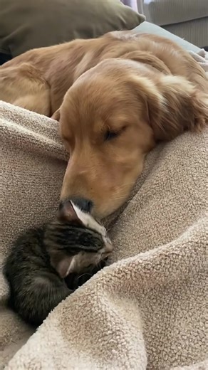 Hiking Adventures with Dogs and Cats in Nature